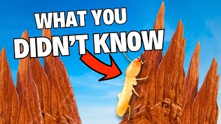 What you DIDNT KNOW about Termites [upl. by Atnas270]