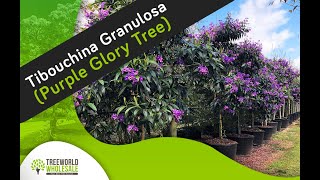 Tibouchina Granulosa Purple Glory Tree [upl. by Lorna]