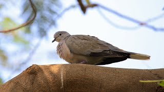 Eurasian Collared Dove  Gujarat 4K [upl. by Carpio]