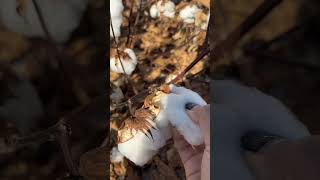 Cotton picking process [upl. by Alyak]