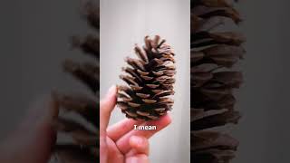 What is a Pinecone S1E1 [upl. by Lemak]