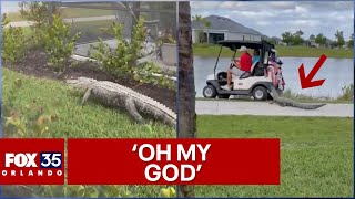 Big Florida alligator chases after unsuspecting golfers in a golf cart [upl. by Wurst]