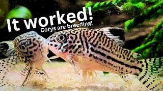 Unbelievable Results of Cory breeding project Cory eggs amp fry [upl. by Doralyn]