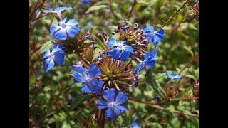 COURS DE TAILLE CERATOSTIGMA WILLMOTTIANUM [upl. by Annij73]