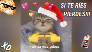 LOS MEJORES VÍDEOS GRACIOSOS⭐  Si te RÍES PIERDES XD 9 😻🎄 [upl. by Jewelle]