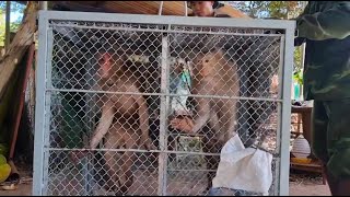 Bu Gia Map FPD Receives 2 macaques from Vinh Long [upl. by Epotimet834]