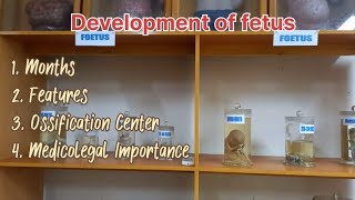 DEVELOPMENT OF FETUS  FORENSIC MODELS Identification amp Medicolegal importance [upl. by Nylehtak103]