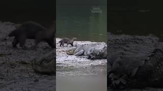 The Curious Encounter Otters vs Crocodile [upl. by Analart978]