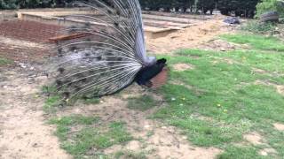 What to Feed Peacocks  Peacock Eating Grapes [upl. by Zerep]