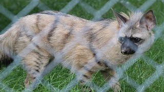 Aardwolf  Hamerton Zoo Park [upl. by Berkin]