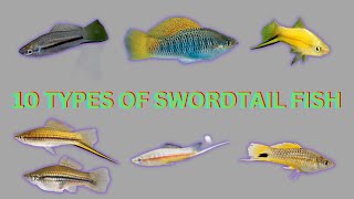 10 Types of Swordtail Fish [upl. by Rein325]