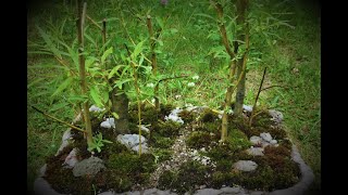 Lilac Forest and Willow Bonsai Forest [upl. by Ita]