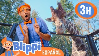 Blippi visita jirafas en el Zoo 🦒 Blippi Español  Videos educativos para niños  Aprende y Juega [upl. by Horatia]