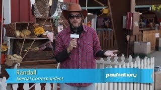 Honey Badger Visits the Los Angeles County Fair for PawNation [upl. by Osmen]