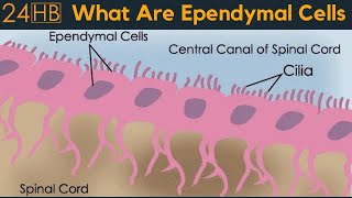 What Are Ependymal Cells  24HB [upl. by Reppep]