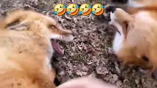 FOXES Laughing like humans 🤣 😂 🤯 Viral foxes [upl. by Nerot510]