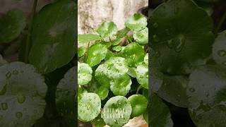 hydrocotyle umbellata pennywort aquarium aqua plantedtank aquariumplants malayalam kerala [upl. by Strep]