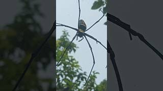 Giant Spider shortspider huntsmanspider [upl. by Ger]