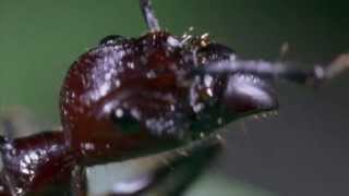 Parasitic fungus takes over ants body and mind [upl. by Oates]