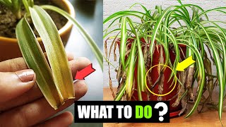 What to do when spider plant leaves turn yellow [upl. by Rana125]