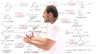 Overview of Glycolysis [upl. by Eluj655]