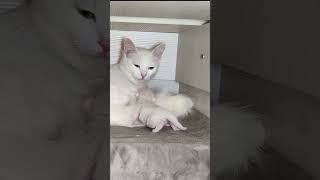 Mother cat talks to newborn white kitten 4 shorts 4k [upl. by Eerrahs]