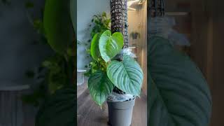 Philodendron sodiroi plants propagation houseplants garden indoorplants gardening [upl. by Mcconaghy]