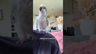 Bacon pancakes birds funny parrot cute [upl. by Salina74]