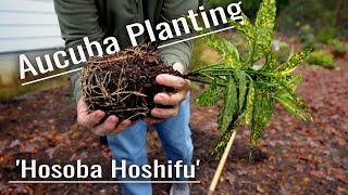 Planting a Hosoba Hoshifu Aucuba  Great Shade Color [upl. by Jehovah]