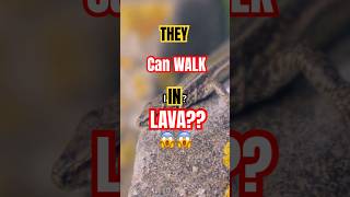 Meet the Lava Lizard Nature’s Fireproof Survivor 🦎shorts shortvideo [upl. by Anait]