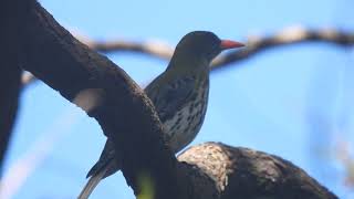 Olivebacked Oriole call [upl. by Judus]