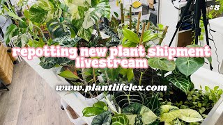 Repotting Plant Shipment amp Chill🪴✨  BLACK FRIDAY PREP HANGOUT  111524 [upl. by Yeuh842]