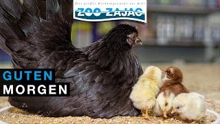 ZOO ZAJAC – GUTEN MORGEN [upl. by Natan473]