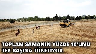 Tonu 50 lira olan samanın nakliyesi 10 kat arttı [upl. by Valenza9]