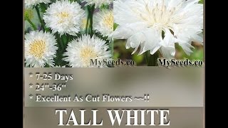 Tall White Bachelor Button Seed  Centaurea cyanus FLOWER SEEDS on wwwMySeedsCo [upl. by Homere]