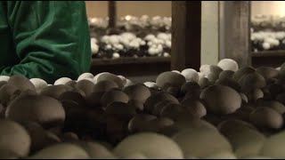 De champignon het proces van begin tot eind Bekijk de korte documentaire [upl. by Schnur251]