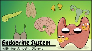 Endocrine System [upl. by Rudelson]