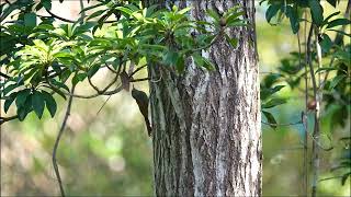 Olivaceous Woodcreeper Grimpar Fauvette [upl. by Leonardi]