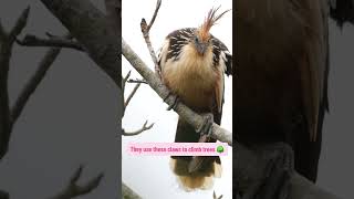 Meet the Hoatzin [upl. by Sutit]