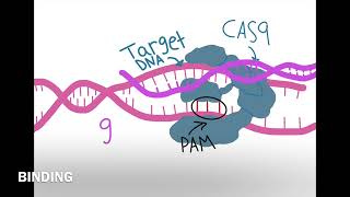 Crispr Cas9 tutorial [upl. by Trefler895]