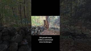 Old growth trees in a ceremonial stone landscape [upl. by Noonan]