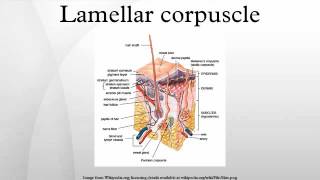 Lamellar corpuscle [upl. by Gamber]