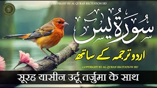 Surat Yaseen with Urdu Translation  Surah Yasin  Quran Tilawat Beautiful Voice  Hindi Tarjuma [upl. by Cela]