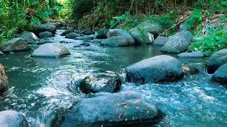 Relaxing birds amp water sounds nature river sounds for sleep meditation relaxation flowing water [upl. by Shields]