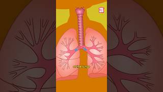 What causes Asthma to Develop  World Asthma Day 2024 shorts worldasthmaday drbinocsshow [upl. by Telimay]