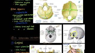 09 Anatomie Os sphenoidale und Os ethmoidale [upl. by Rosamund]