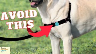 Why NoPull Harnesses Might Harm Your Dog And What to Use Instead [upl. by Mich34]