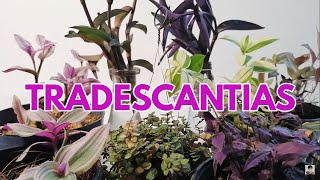 tradescantia cuidados y variedades CHUYITO JARDINERO [upl. by Fulton]