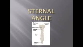 STERNAL ANGLE  ANGLE OF LOUIS [upl. by Hedva541]