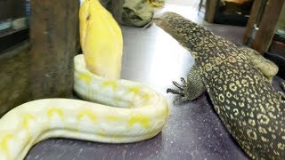 GIANT SNAKE AND HUGE LIZARD LOOSE IN THE REPTILE ZOO  BRIAN BARCZYK [upl. by Ajuna]